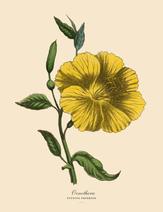 Framed Print : Oenothera or Evening Primrose Plant, Victorian Botanical Illustration