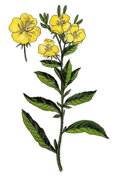 Oenothera or Evening Primrose Plant