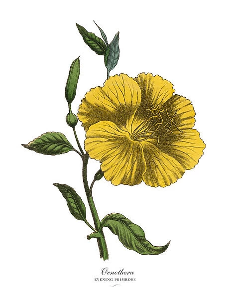 Oenothera or Evening Primrose Plant, Victorian Botanical Illustration