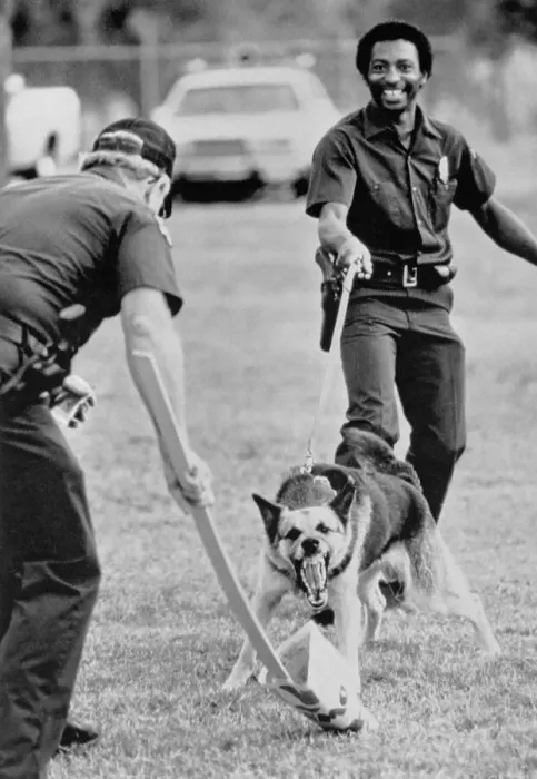 Framed Print : Officer Training Attack Dog Framed Print : Officer Training Attack Dog