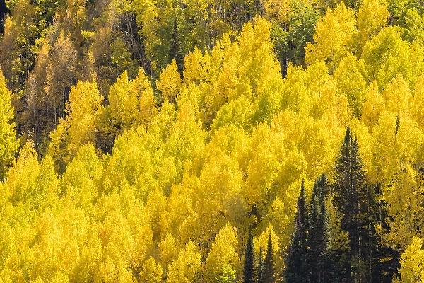 Ohio Creek Valley in fall color, Gunnison National Forest, Colorado, USA
