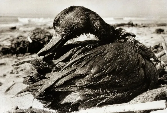 Framed Print : Oil-Covered Duck Struggles To Move Framed Print : Oil-Covered Duck Struggles To Move