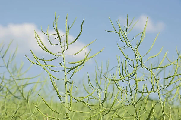 Oilseed Rape -Brassica napus-, unripe, pods, Thuringia, Germany