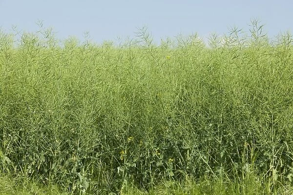Oilseed Rape -Brassica napus-, unripe, Thuringia, Germany