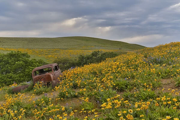 Old abandoned car and fields of lupine and Arrow Leaf Balsamroot (Balsamorhiza sagittata), Dalles Mountain Ranch State Park, Washington State, USA