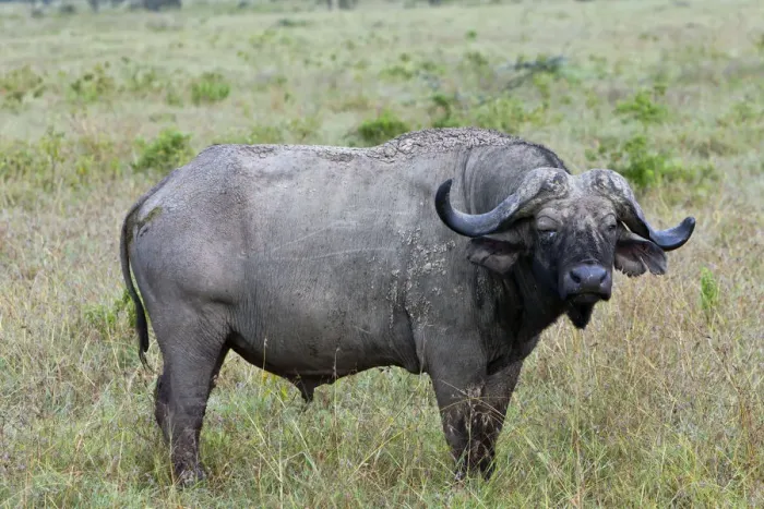 Framed Print : Old African Buffalo -Syncerus caffer- with purulent eye, Lake Nakuru National Park, Kenya, East Africa, PublicGround Framed Print : Old African Buffalo -Syncerus caffer- with purulent eye, Lake Nakuru National Park, Kenya, East Africa, PublicGround
