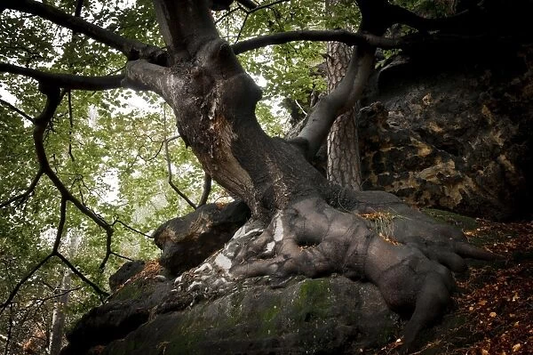 Old beech tree -Fagus- on a rock, Saxon Switzerland National Park, Saxon Switzerland region, Saxony, Germany