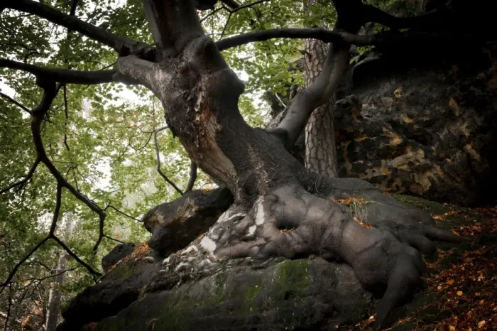 Framed Print : Old beech tree -Fagus- on a rock, Saxon Switzerland National Park, Saxon Switzerland region, Saxony, Germany Framed Print : Old beech tree -Fagus- on a rock, Saxon Switzerland National Park, Saxon Switzerland region, Saxony, Germany