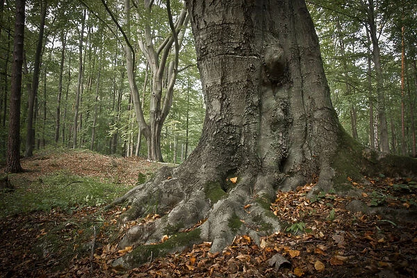 Old beech tree -Fagus-, with roots showing above ground, Schlaubetal, Naturschutzgebiet Schlaubetal, Brandenburg, Germany