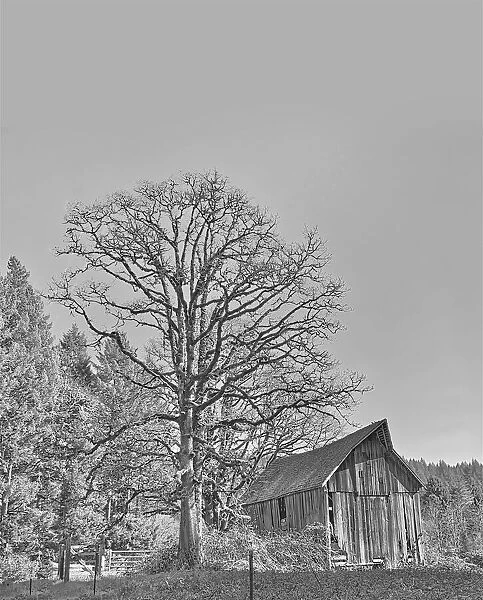 Old Black and White Barn