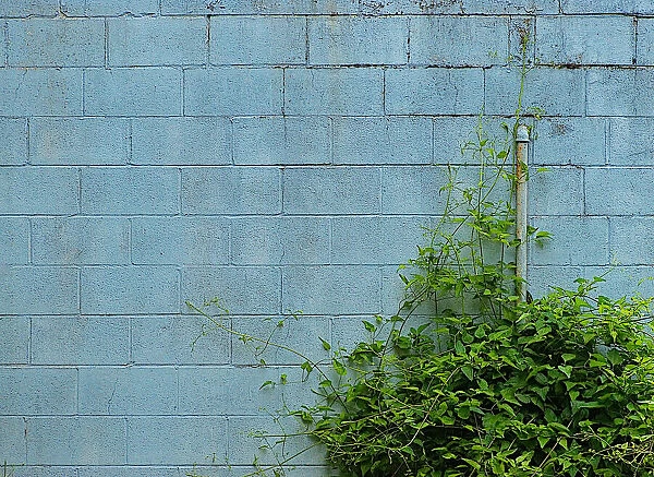 Old Blue Wall