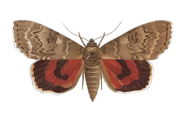 Old chromolithograph of Entomology, red underwing (Catocala nupta)