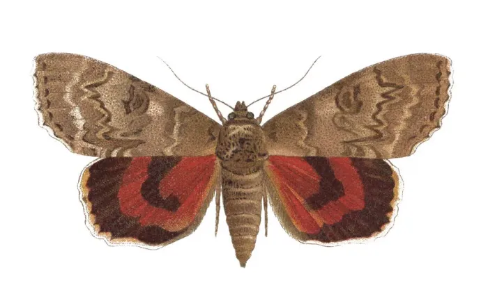 Framed Print : Old chromolithograph of Entomology, red underwing (Catocala nupta)