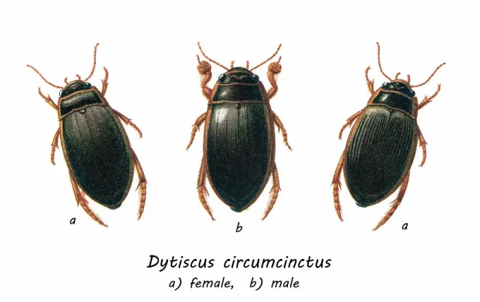 Framed Print : Old chromolithograph of Entomology, Beetles - Great diving beetle, Dytiscus circumcinctus Framed Print : Old chromolithograph of Entomology, Beetles - Great diving beetle, Dytiscus circumcinctus