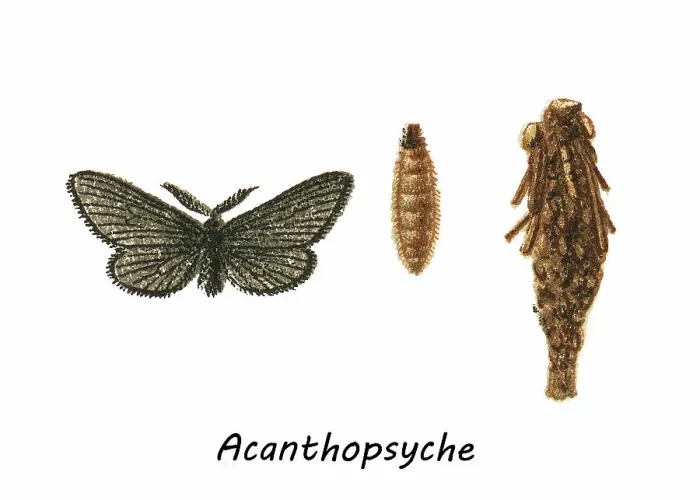 Framed Print : Old chromolithograph of Entomology, Bagworm moth, Acanthopsyche, genus of moths in the Psychidae family Framed Print : Old chromolithograph of Entomology, Bagworm moth, Acanthopsyche, genus of moths in the Psychidae family