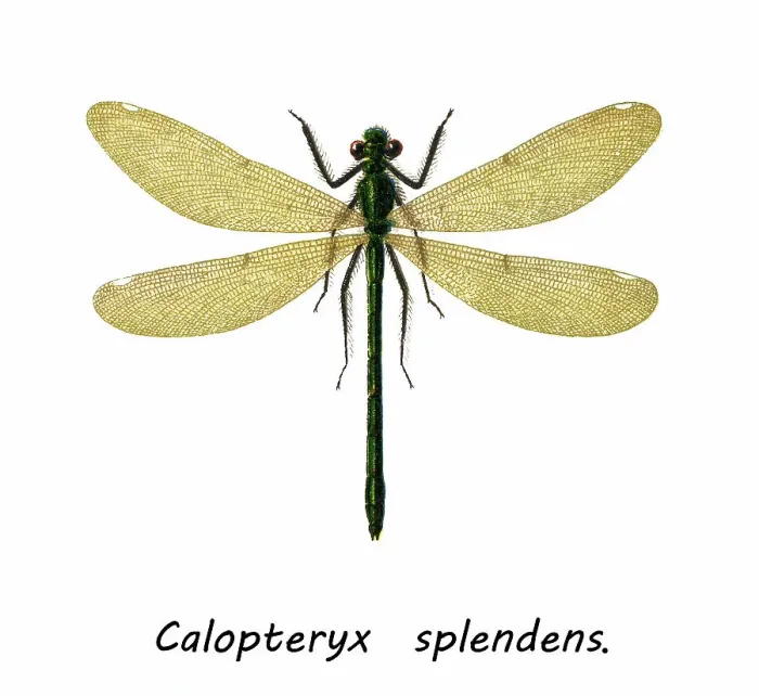 Framed Print : Old chromolithograph of Entomology, the banded demoiselle (Calopteryx splendens) Framed Print : Old chromolithograph of Entomology, the banded demoiselle (Calopteryx splendens)