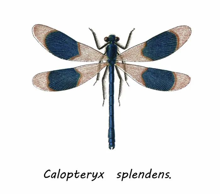Framed Print : Old chromolithograph of Entomology, the banded demoiselle (Calopteryx splendens) Framed Print : Old chromolithograph of Entomology, the banded demoiselle (Calopteryx splendens)