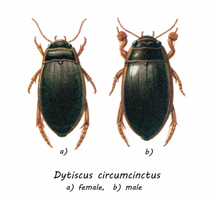 Framed Print : Old chromolithograph of Entomology, Beetles - Great diving beetle, Dytiscus circumcinctus Framed Print : Old chromolithograph of Entomology, Beetles - Great diving beetle, Dytiscus circumcinctus