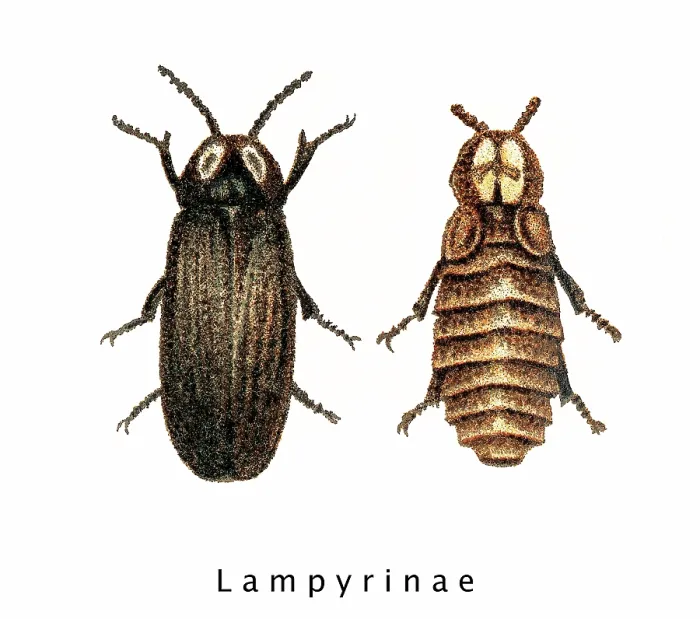 Framed Print : Old chromolithograph of Entomology, Glow worm (Lampyris splendidula) Framed Print : Old chromolithograph of Entomology, Glow worm (Lampyris splendidula)