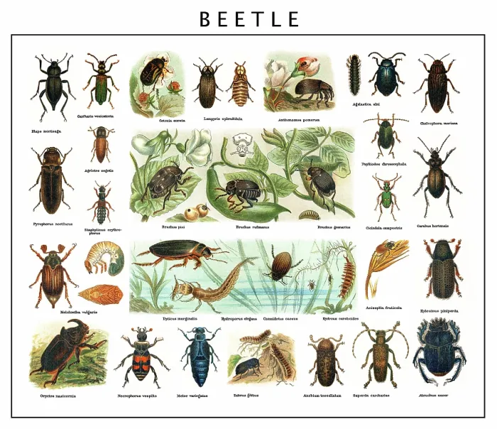 Framed Print : Old chromolithograph of Entomology, Beetles Framed Print : Old chromolithograph of Entomology, Beetles
