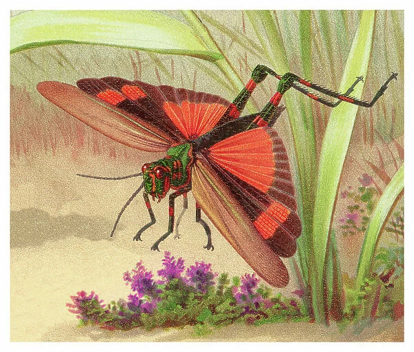 Old chromolithograph of Entomology - Eastern Lubber Grasshopper (Romalea microptera)