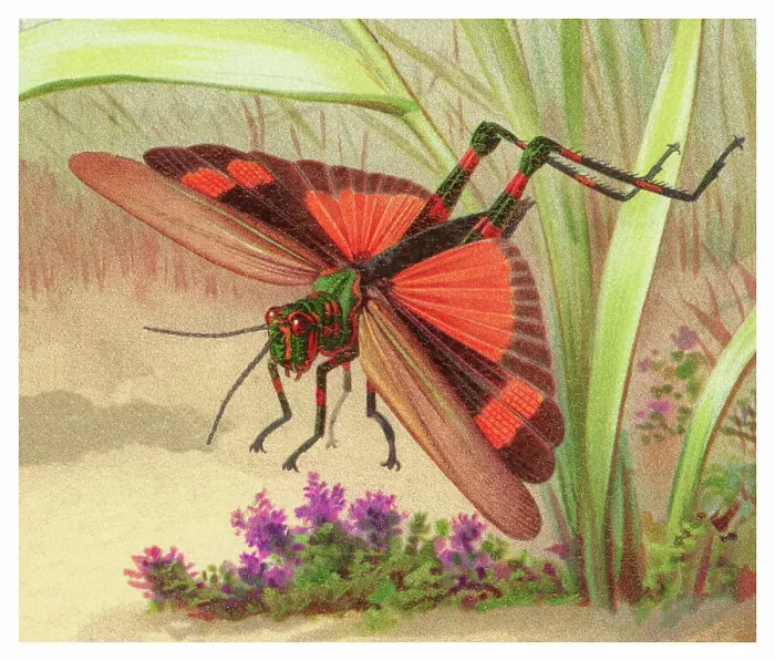 Framed Print : Old chromolithograph of Entomology - Eastern Lubber Grasshopper (Romalea microptera) Framed Print : Old chromolithograph of Entomology - Eastern Lubber Grasshopper (Romalea microptera)