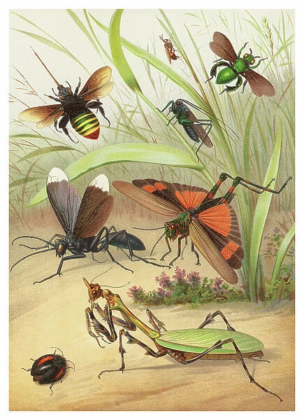 Old chromolithograph of Entomology - Hymenoptera and chewing insects