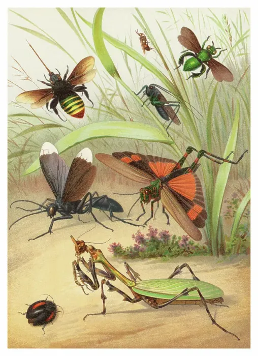 Framed Print : Old chromolithograph of Entomology - Hymenoptera and chewing insects Framed Print : Old chromolithograph of Entomology - Hymenoptera and chewing insects