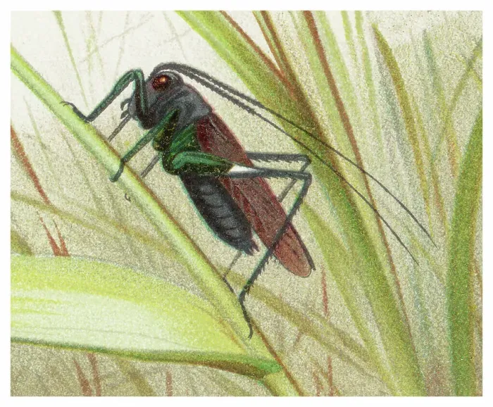Framed Print : Old chromolithograph of Entomology - katydids or bush crickets Framed Print : Old chromolithograph of Entomology - katydids or bush crickets