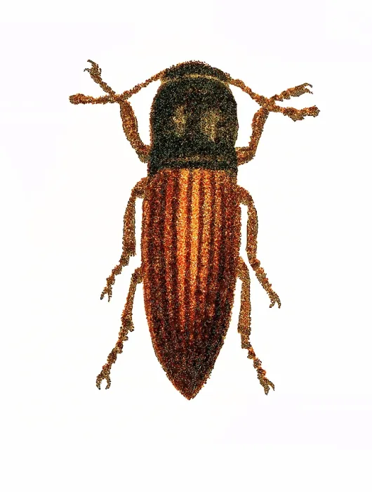 Framed Print : Old chromolithograph of Entomology - the lined click beetle (Agriotes lineatus) Framed Print : Old chromolithograph of Entomology - the lined click beetle (Agriotes lineatus)