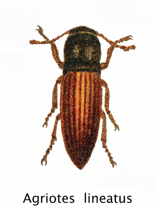 Framed Print : Old chromolithograph of Entomology - the lined click beetle (Agriotes lineatus) Framed Print : Old chromolithograph of Entomology - the lined click beetle (Agriotes lineatus)