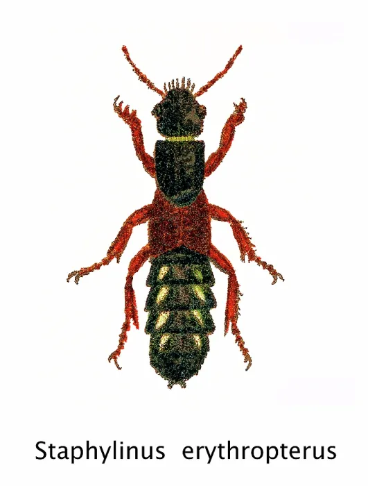 Framed Print : Old chromolithograph of Entomology - Staphylinus erythropterus, rove beetle Framed Print : Old chromolithograph of Entomology - Staphylinus erythropterus, rove beetle