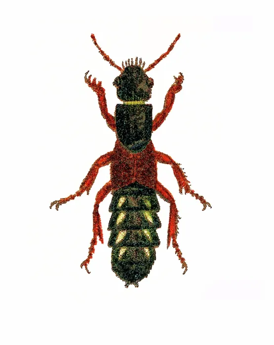 Framed Print : Old chromolithograph of Entomology - Staphylinus erythropterus, rove beetle Framed Print : Old chromolithograph of Entomology - Staphylinus erythropterus, rove beetle