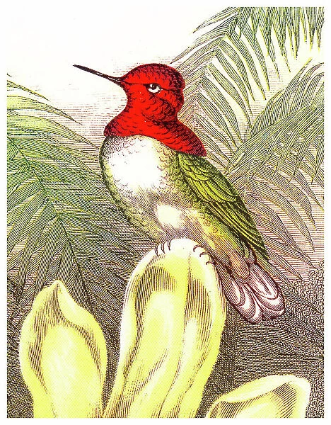 Old chromolithograph illustration of Anna's Hummingbird (Selasphorus floresii)