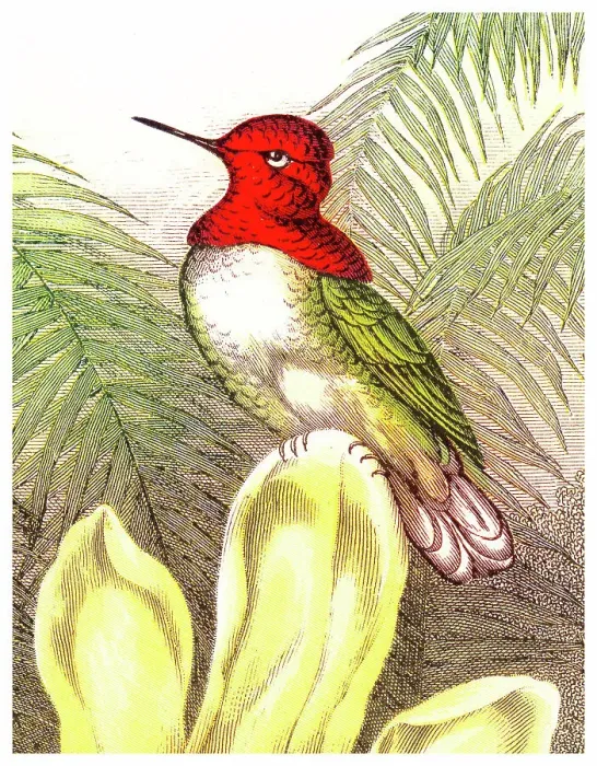 Framed Print : Old chromolithograph illustration of Anna's Hummingbird (Selasphorus floresii) Framed Print : Old chromolithograph illustration of Anna's Hummingbird (Selasphorus floresii)