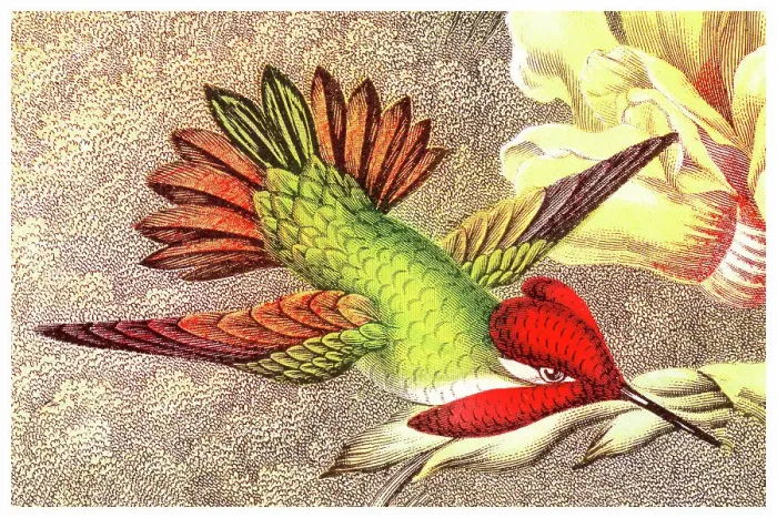 Framed Print : Old chromolithograph illustration of Anna's Hummingbird (Selasphorus floresii) Framed Print : Old chromolithograph illustration of Anna's Hummingbird (Selasphorus floresii)