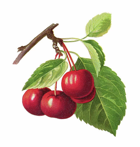 Old chromolithograph illustration of Asian species of apple known by the common names Siberian crab apple, Siberian crab, Manchurian crab apple and Chinese crab apple (Malus baccata)