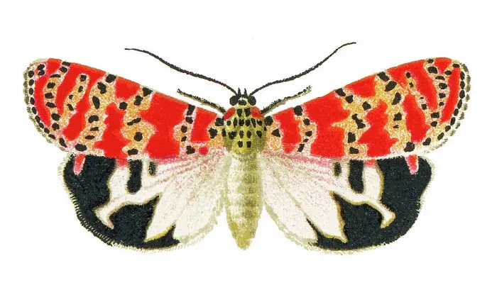 Framed Print : Old chromolithograph illustration of the bella moth, ornate moth or rattlebox moth (Utetheisa ornatrix) Framed Print : Old chromolithograph illustration of the bella moth, ornate moth or rattlebox moth (Utetheisa ornatrix)