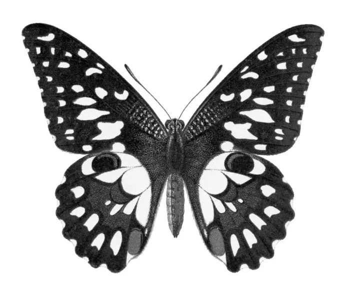 Framed Print : Old chromolithograph illustration of Birdwing Butterfly (Papilio erichthonius)