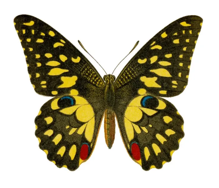 Framed Print : Old chromolithograph illustration of Birdwing Butterfly (Papilio erichthonius) Framed Print : Old chromolithograph illustration of Birdwing Butterfly (Papilio erichthonius)