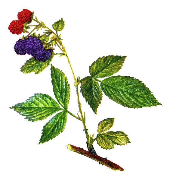 Old chromolithograph illustration of blackberry