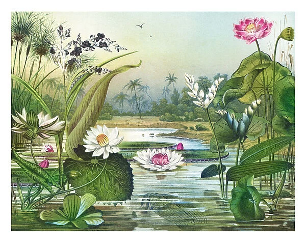 Old chromolithograph illustration of Botany, water plants