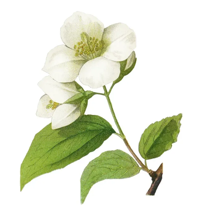 Framed Print : Old chromolithograph illustration of Botany, mock-orange (Philadelphus grandiflorus) Framed Print : Old chromolithograph illustration of Botany, mock-orange (Philadelphus grandiflorus)