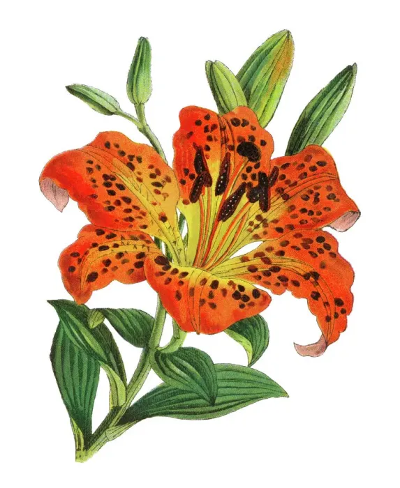 Framed Print : Old chromolithograph illustration of botany, Lilium maculatum Framed Print : Old chromolithograph illustration of botany, Lilium maculatum