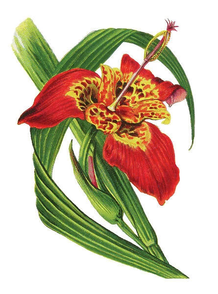 Old chromolithograph illustration of Botany, jockeys cap lily, Mexican shellflower, peacock flower, tiger iris, and tiger flower (Tigridia pavonia)