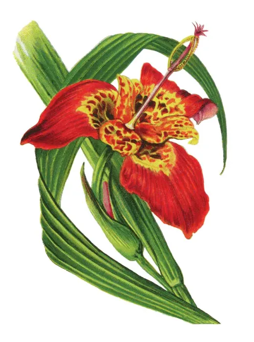 Framed Print : Old chromolithograph illustration of Botany, jockeys cap lily, Mexican shellflower, peacock flower, tiger iris, and tiger flower (Tigridia pavonia) Framed Print : Old chromolithograph illustration of Botany, jockeys cap lily, Mexican shellflower, peacock flower, tiger iris, and tiger flower (Tigridia pavonia)