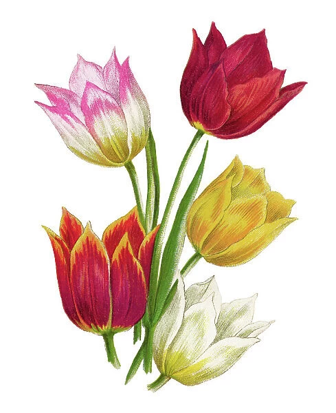 Old chromolithograph illustration of Botany, van Thol tulip, Schrencks tulip (Tulipa suaveolens, Tulipa schrenkii)