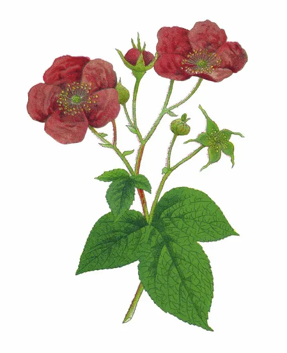 Framed Print : Old chromolithograph illustration of Botany, the purple-flowered raspberry, flowering raspberry, or Virginia raspberry (Rubus odoratus)