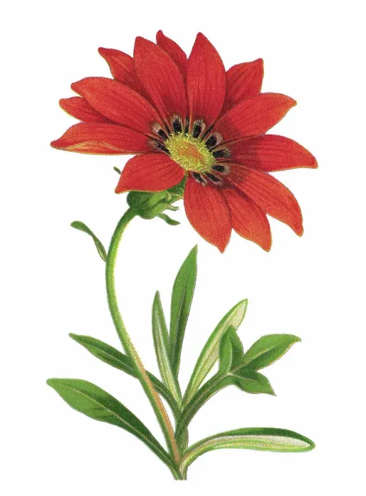 Framed Print : Old chromolithograph illustration of Botany, treasure flower (Gazania rigens) Framed Print : Old chromolithograph illustration of Botany, treasure flower (Gazania rigens)