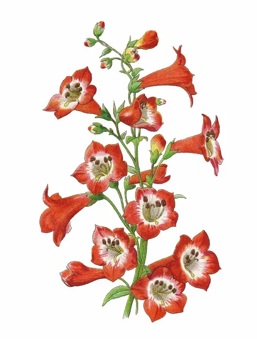 Framed Print : Old chromolithograph illustration of Botany, Hartweg's beardtongue (Penstemon hartwegii) Framed Print : Old chromolithograph illustration of Botany, Hartweg's beardtongue (Penstemon hartwegii)